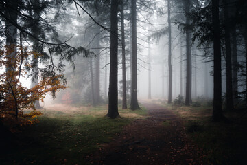 Herbstwald mit Nebel am Abend