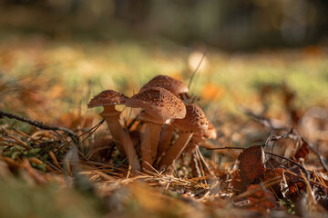 Macro photo of armillaria mellea mushroom in a pine forest 
