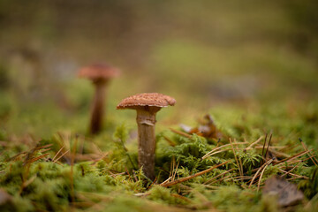 Macro photo of armillaria mellea mushroom in a pine forest 