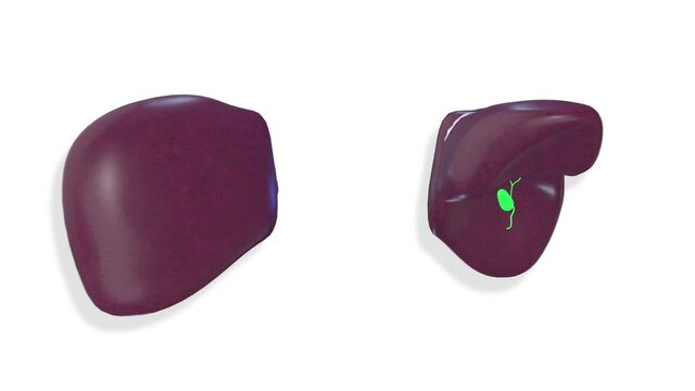 Liver, internal organs 3D render, anatomy of the human body, white background with luma matte for transparency.