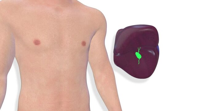 Liver, internal organs 3D render, anatomy of the human body, white background with luma matte for transparency.