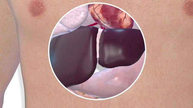 Liver, internal organs 3D render, anatomy of the human body, white background with luma matte for transparency.