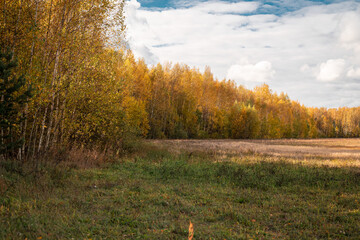 The edge of the autumn birch forest