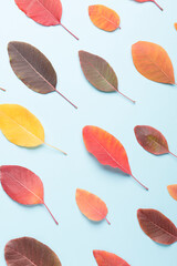 Autumn composition on a bright light background. Colored leaves. Autumn.