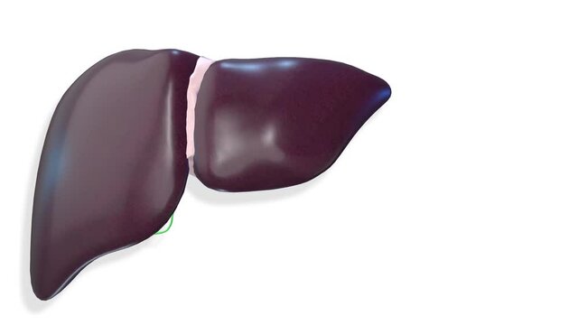 Liver, internal organs 3D render, anatomy of the human body, white background with luma matte for transparency.