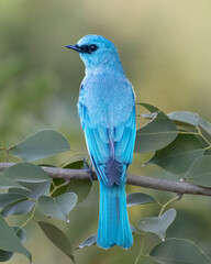 The verditer flycatcher is an Old World flycatcher It is found from the Himalayas through Southeast Asia to Sumatra. This species is named after its distinctive shade of copper-sulphate blue.