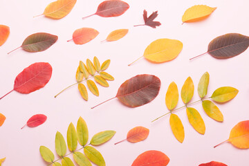 Autumn composition on a bright pink light background. Colored leaves. Autumn. 