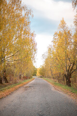 Fototapeta na wymiar The road between autumn golden trees