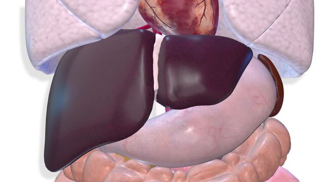Liver, internal organs 3D render, anatomy of the human body, white background with luma matte for transparency.