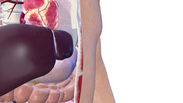 Liver, internal organs 3D render, anatomy of the human body, white background with luma matte for transparency.