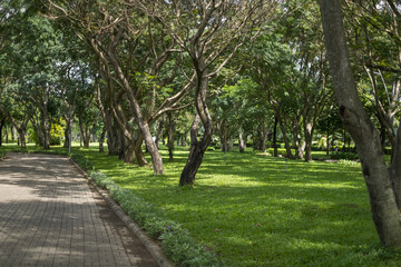 Beautiful park with trees with green foliage and lawn. Walking road in the park. High quality photo