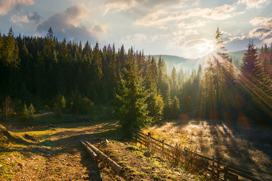 countryside landscape with spruce forest in the valley. wonderful outdoor nature background at sunrise in autumn season