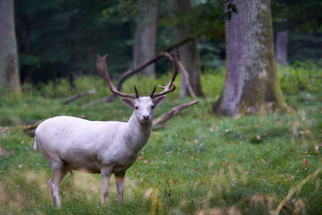 Naklejka na ściany i meble 1 white albino fallow deer (Dama dama, damwild). The animal stands on a green meadow in the forest between the trees. Wildlife.