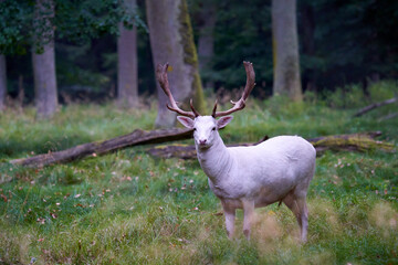 1 white albino fallow deer (Dama dama, damwild). The animal stands on a green meadow in the forest between the trees. Side view. Wildlife. - obrazy, fototapety, plakaty