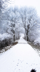 20170101_115027 Winter Landschaft Stra&szlig;e mit B&auml;umen