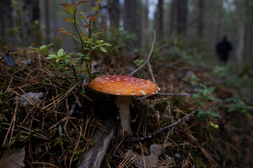 red fly agaric