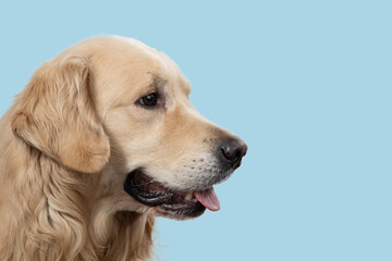 Golden retriever dog in profile on a blue background.