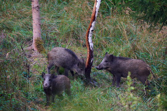 3 wild boars (Sus scrofa, Wildschweine) in the forest. The animals use a painting tree to scrub their rind. Wildlife in germany.