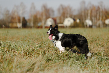 Black and white border collie dog are posing in the field