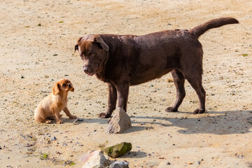 A dog cavalier king charles, a ruby puppy on the beach with a chocolate labrador
