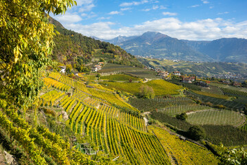 Italy, view over vineyards in South Tyrol - obrazy, fototapety, plakaty