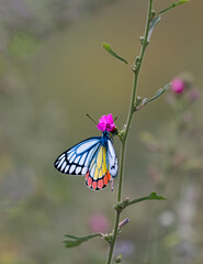 Delias hyparete, the painted Jezebel, is a medium-sized butterfly of the family Pieridae, found in South Asia and Southeast Asia