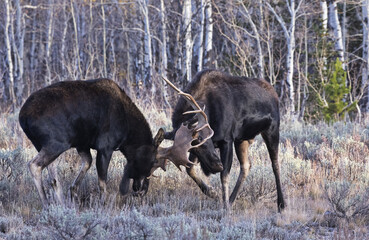 Naklejka na ściany i meble Battling Bull Moose near Grand Teton National Park in Jackson, Wyoming