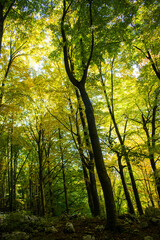 In the forest in early autumn. The coming of autumn in nature. Autumn landscape.
