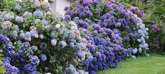 Blooming pink, blue, lilac, violet, purple Hydrangea bushes