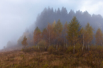 Fabulous autumn nature with yellow birches in the foreground. Autumn in the Carpathian mountains with fog and golden trees. Beauty of nature concept background.