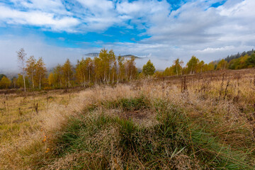 Autumn spider web and grass in the dew in the foreground overlooking the fabulous autumn forest of the Carpathians. Beauty of nature concept background.