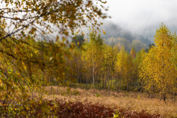 Obraz premium Fabulous autumn nature with yellow birches in the foreground. Autumn in the Carpathian mountains with fog and golden trees. Beauty of nature concept background.
