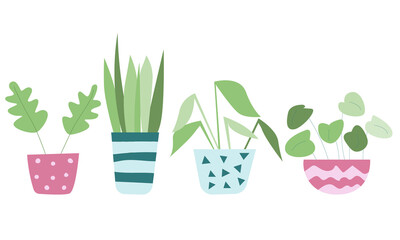 potted plant. indoor flower. ornamental plant. monstera. plant in the pot. stock vector illustration isolated on white background. © Valentina
