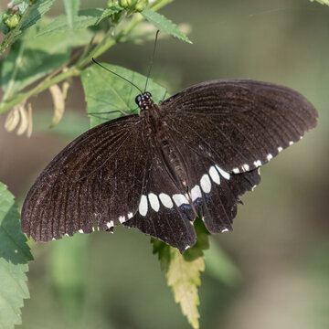 Papilio polytes, the common Mormon, is a common species of swallowtail butterfly widely distributed across Asia. This butterfly is known for the mimicry displayed by the numerous forms of its females 