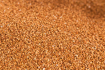Fresh buckwheat background texture. Cereals and organic food concept