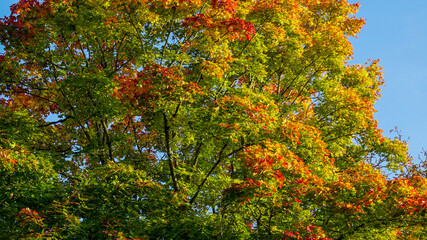 B&auml;ume im Herbst 