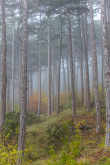 misty autumn forest 