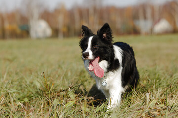 Naklejka na ściany i meble Black and white border collie dog are posing in the field