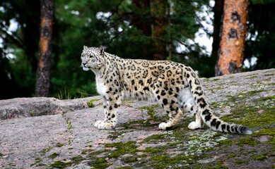 Naklejka na ściany i meble Snow leopard at Kolmårdens Zoo.