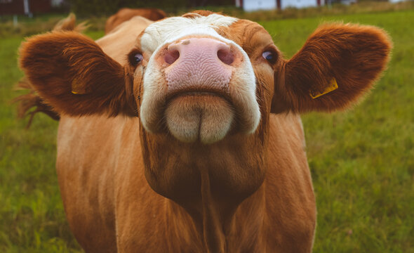 A curious cow.