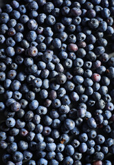 macro bilberries