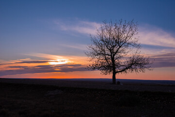 Fototapeta na wymiar tree in the sunset
