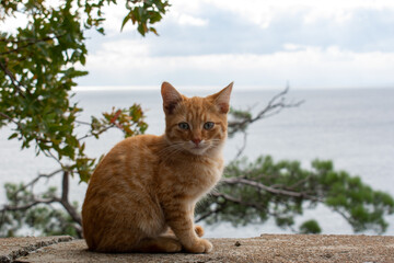 A small yellow cat by the sea. Street cat poses.