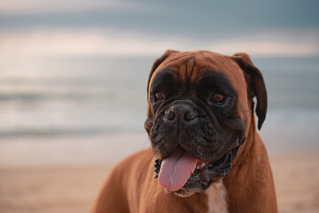 brown english bulldog portrait at the beach