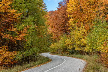 Meandering road through the autumn forest