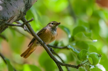 Bird redstart ordinary close-up in summer on the branch of an apple tree against the background of green foliage