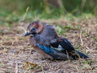 Jay bird on the ground close-up against the background of the forest in summer