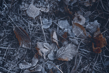 autumnal dry leaves and grass in Frozen weather