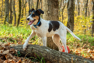 A young white dog with black spots and a blue collar stands in the autumn woods with his paw on a log. Close-up. Green grass and trees in the background.