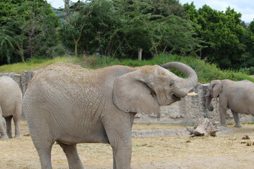 elefante en zoológico 